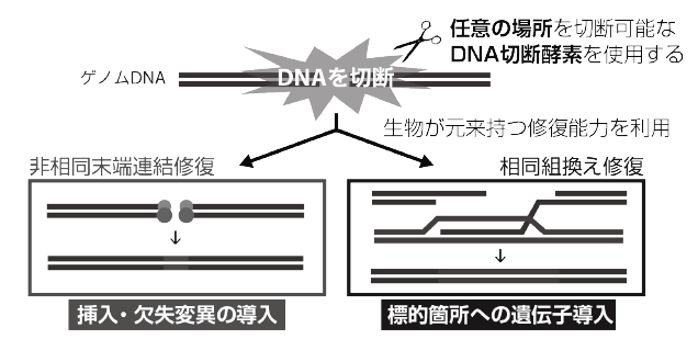 第5章 ゲノム編集技術による魚類研究の新展開 一色出版
