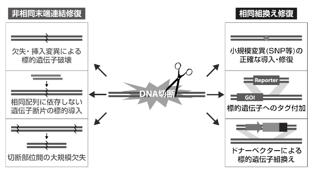 第5章 ゲノム編集技術による魚類研究の新展開 一色出版