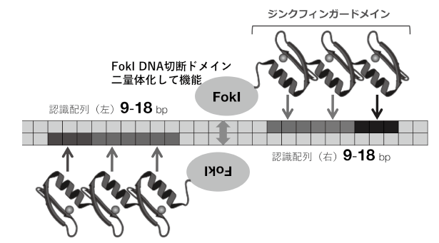 第5章 ゲノム編集技術による魚類研究の新展開 一色出版