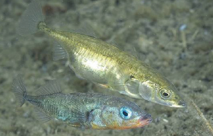 第7章 様々な淡水環境に適応進化したトゲウオたち 一色出版