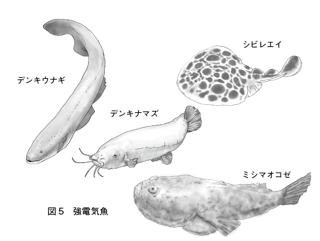 第8章 電気を感じ 電気を出す魚たち 一色出版