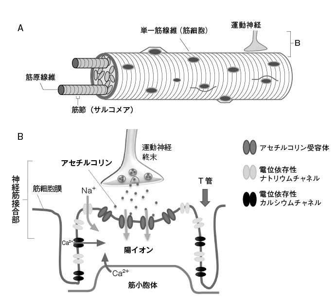 第8章 電気を感じ 電気を出す魚たち 一色出版