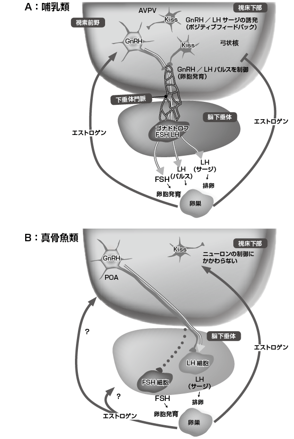 勃起不全ザナックス
