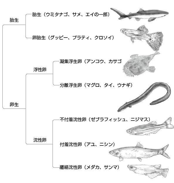 遺伝子から解き明かす魚の不思議な世界 ダイジェスト版 一色出版