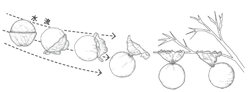 第11章 魚の卵の膜とそれを分解する酵素の共進化 一色出版