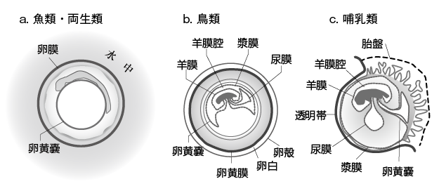 第11章 魚の卵の膜とそれを分解する酵素の共進化 一色出版 第11章 魚の卵の膜とそれを分解する酵素の共進化 一色出版