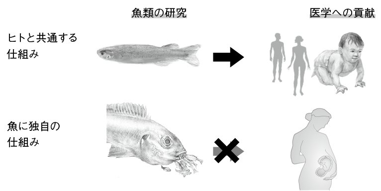 第12章 卵生と卵胎生 魚類の多様な繁殖戦略 一色出版 第12章 卵生と卵胎生 魚類の多様な繁殖戦略 一色出版