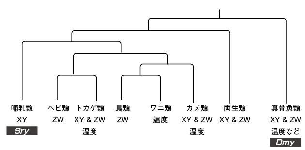 遺伝子から解き明かす魚の不思議な世界・ダイジェスト版 | 一色出版 遺伝子から解き明かす魚の不思議な世界・ダイジェスト版 | 一色出版