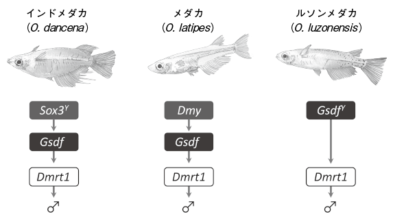 第13章 オスとメスを決める遺伝子の意外な多様性とオス化メス化の変わらない骨組み 一色出版