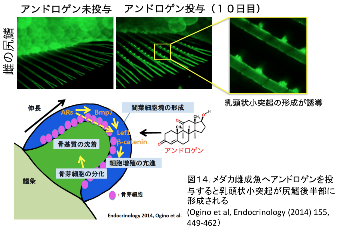 第14章 魚にも 思春期 がある 雄性ホルモンが司るオスに特徴的な二次性徴 一色出版