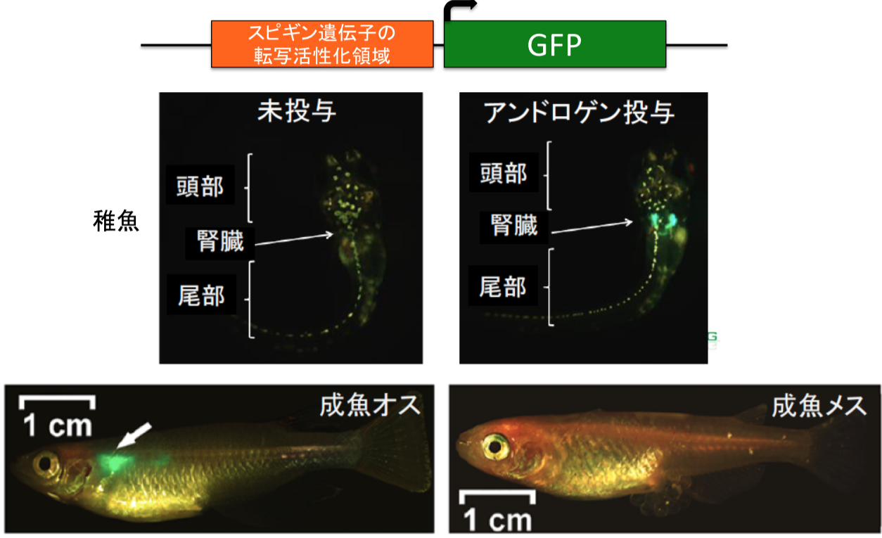 第14章 魚にも 思春期 がある 雄性ホルモンが司るオスに特徴的な二次性徴 一色出版 第14章 魚にも 思春期 がある 雄性ホルモンが司るオスに特徴的な二次性徴 一色出版