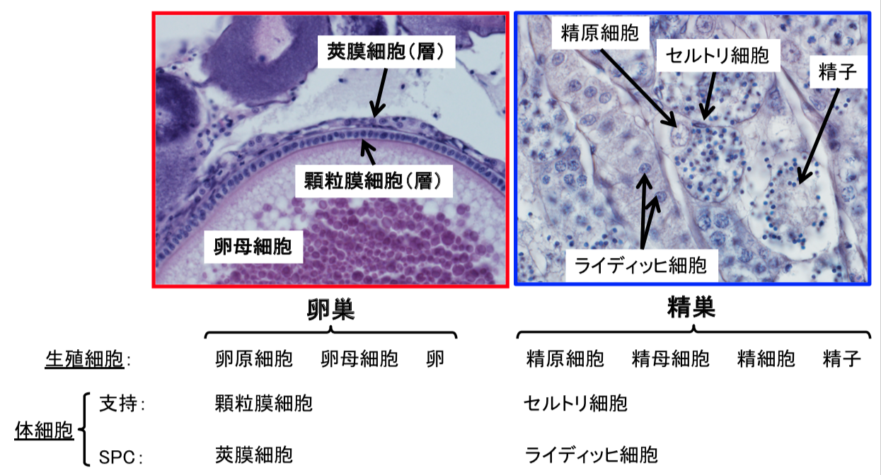 遺伝子から解き明かす魚の不思議な世界 ダイジェスト版 一色出版 遺伝子から解き明かす魚の不思議な世界 ダイジェスト版 一色出版