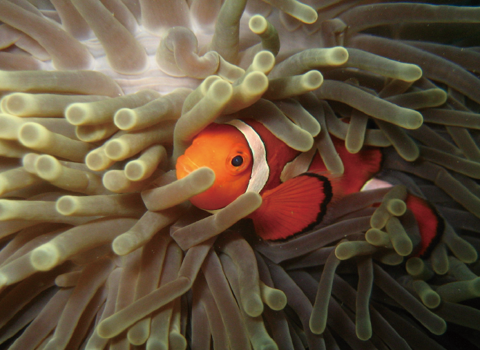 第15章 性を換える魚の世界 魚はいかにして性を換えるのか 一色出版