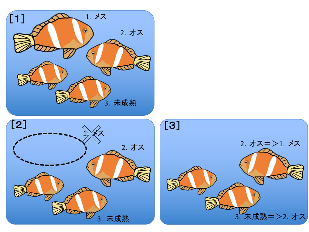 第15章 性を換える魚の世界 魚はいかにして性を換えるのか 一色出版