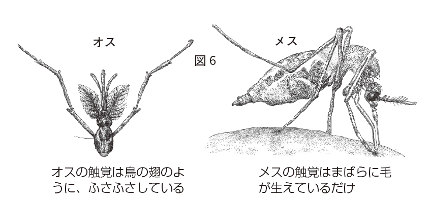 オスとメスの見分けかた 昆虫たちの不思議な性の世界 一色出版