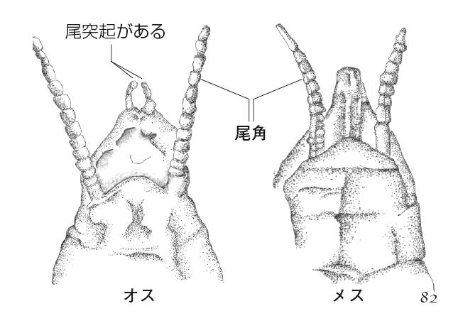 オスとメスの見分けかた 昆虫たちの不思議な性の世界 一色出版