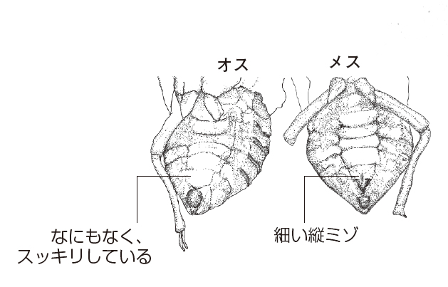 オスとメスの見分けかた 昆虫たちの不思議な性の世界 一色出版