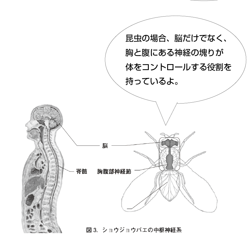 昆虫の脳の仕組み 昆虫に脳はあるのか 仕組みは人間とは違うのか 一色出版