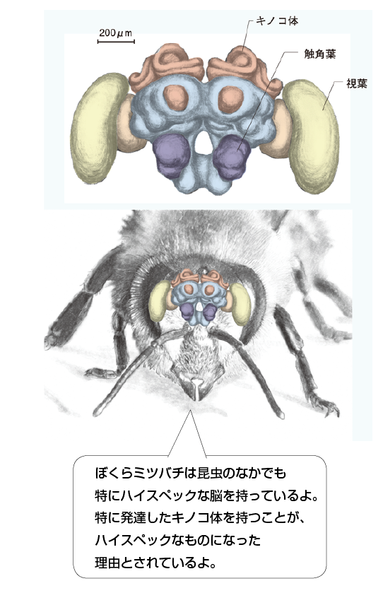 昆虫の脳の仕組み 昆虫に脳はあるのか 仕組みは人間とは違うのか 一色出版