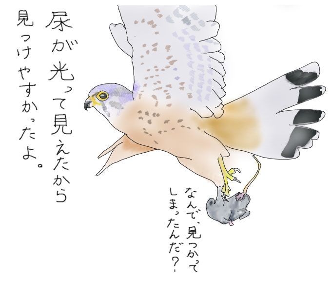 鳥が見ている色の世界 一色出版