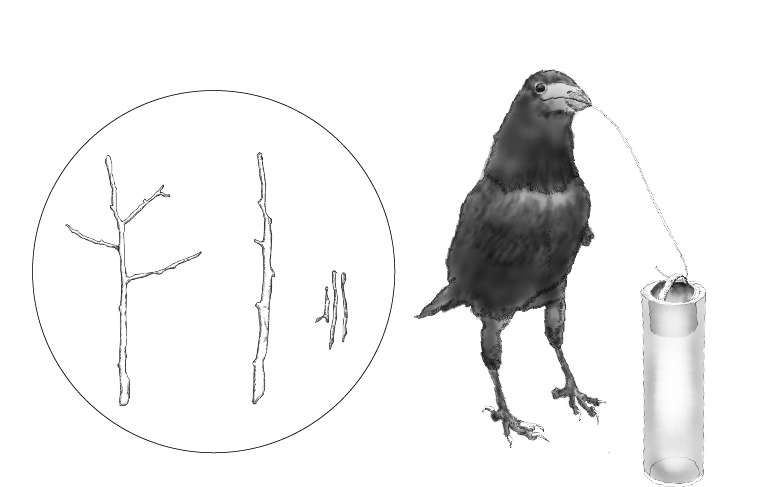 第2章 カラスの認知機能 一色出版