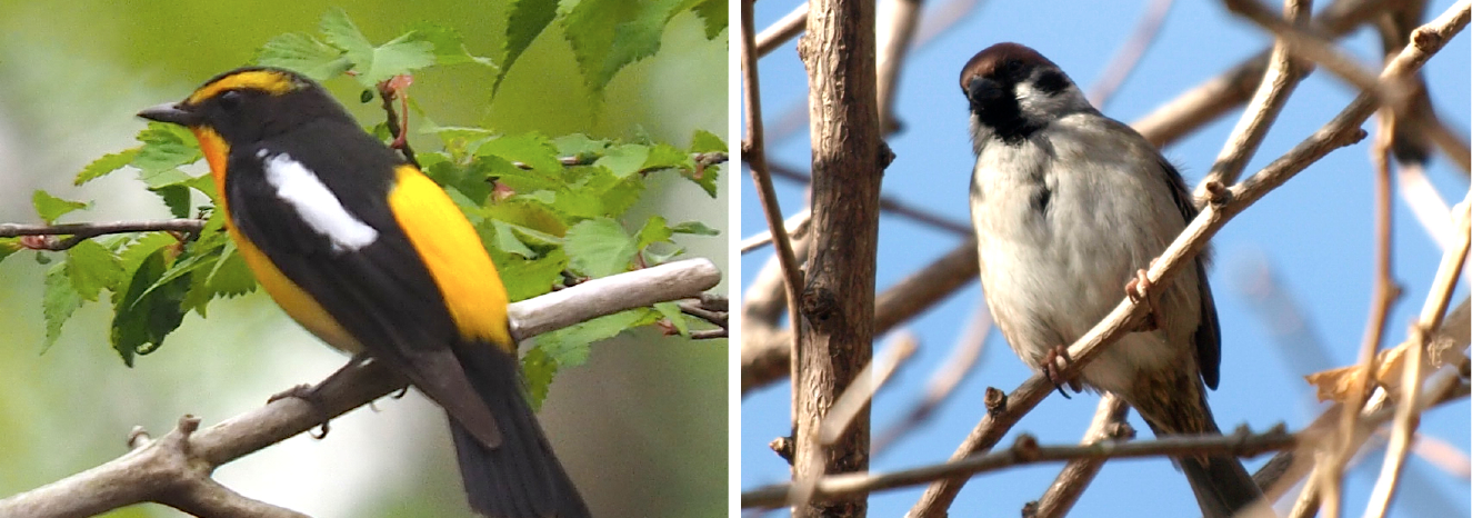 遺伝子から解き明かす鳥の不思議な世界 オンライン版プレゼント 一色出版