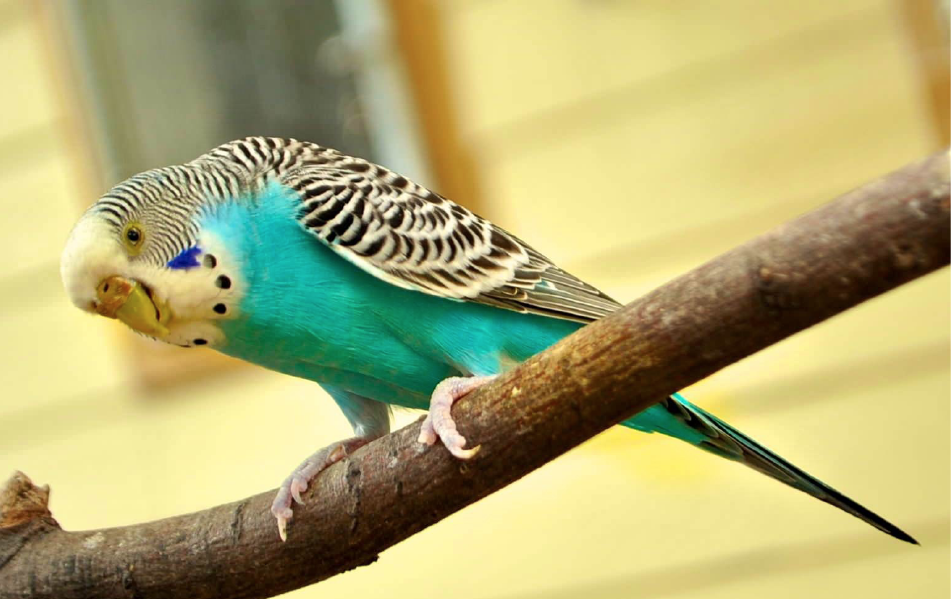 第3章 鳥の色彩と遺伝的背景：色の機能と発色メカニズム | 一色出版