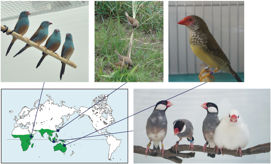 第4章 カエデチョウ科鳥類の性淘汰と 雌雄コミュニケーションの進化 一色出版