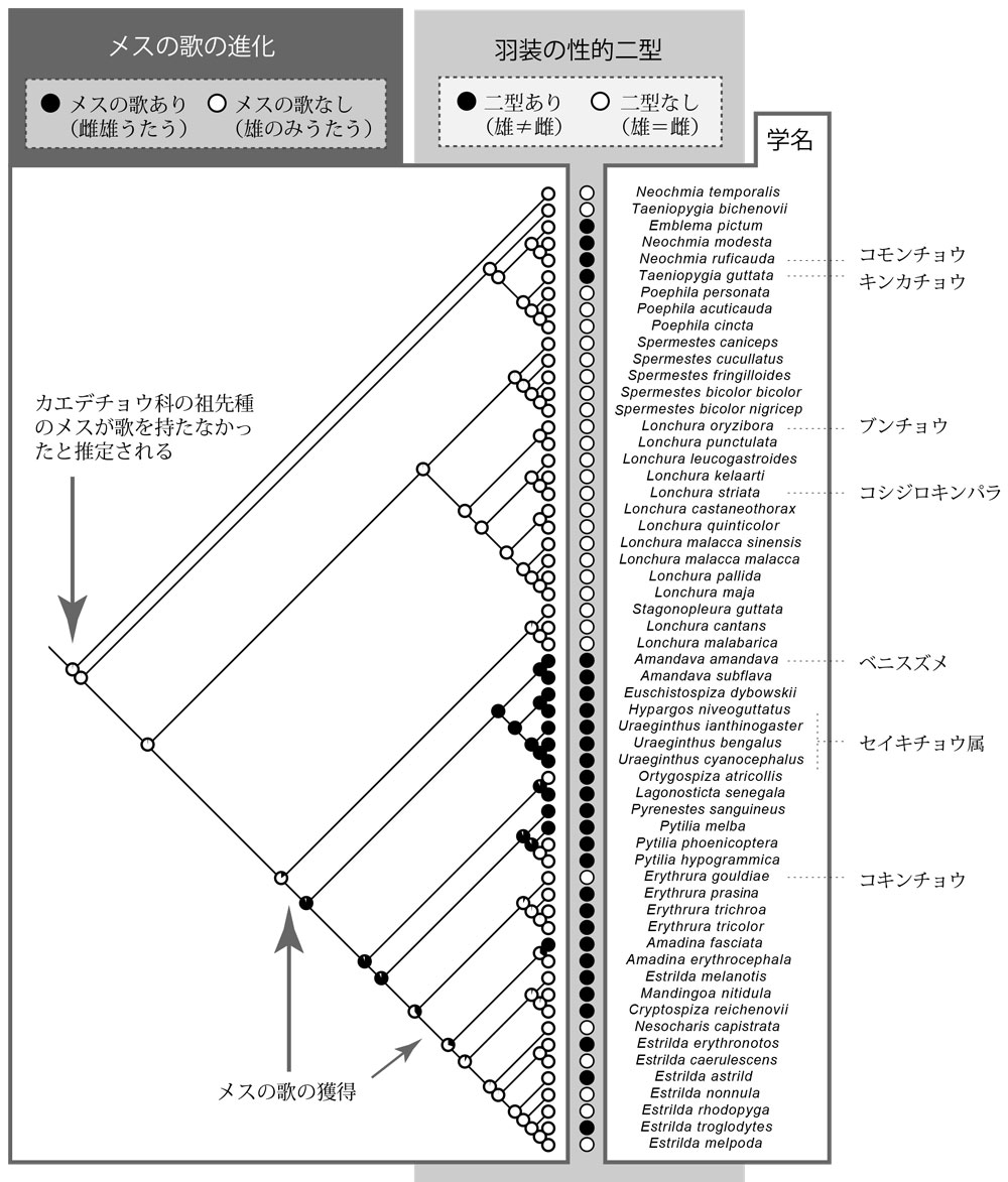 第4章 カエデチョウ科鳥類の性淘汰と 雌雄コミュニケーションの進化 一色出版 第4章 カエデチョウ科鳥類の性淘汰と 雌雄コミュニケーションの進化 一色出版