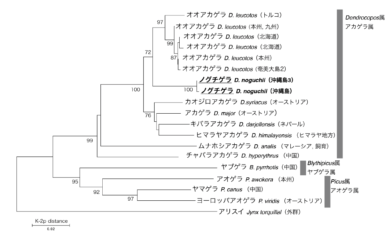 第6章 分子系統樹から解き明かす 琉球列島に固有な鳥たちの起源 一色出版
