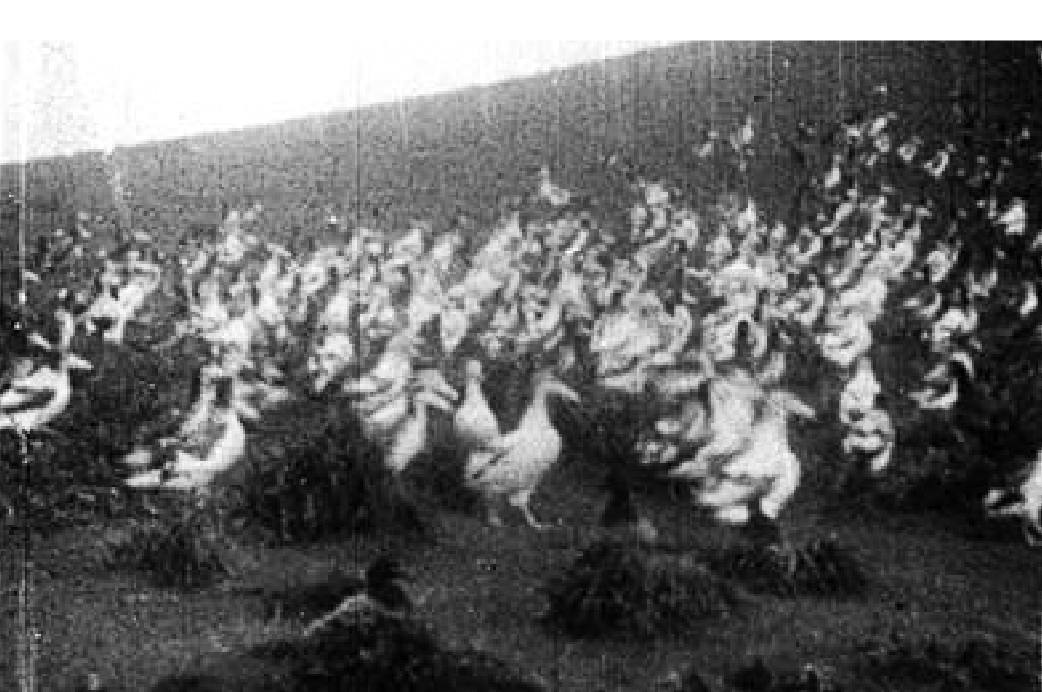 遺伝子から解き明かす鳥の不思議な世界 オンライン版プレゼント 一色出版