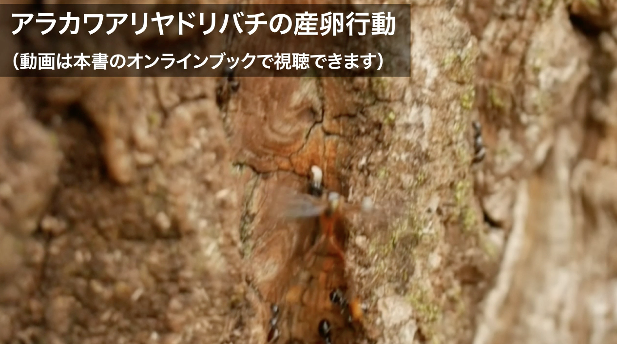 アラカワアリヤドリバチの100年ごしの調査結果 寄生バチと狩りバチの不思議な世界 No 06 一色出版 アラカワアリヤドリバチの100年ごしの調査結果 寄生バチと狩りバチの不思議な世界 No 06 一色出版