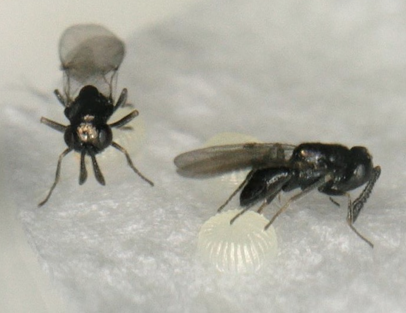 コバチがおこなう分子レベルの擬態