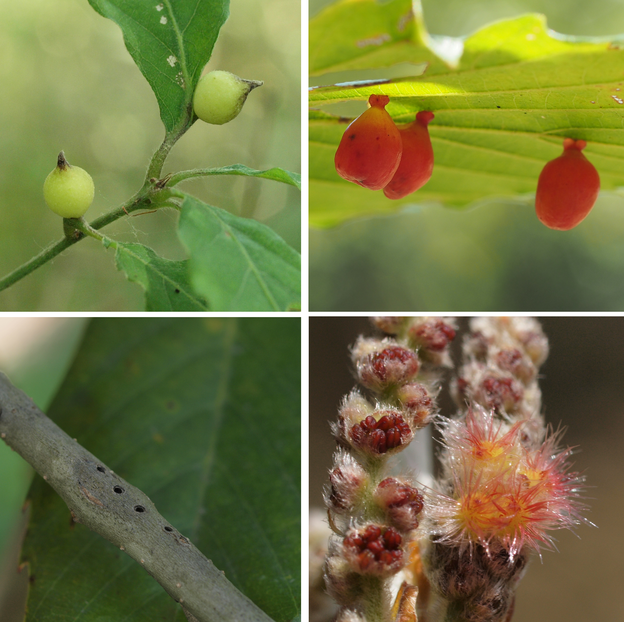第3章 虫こぶをつくる寄生バチ 植物食への回帰 一色出版