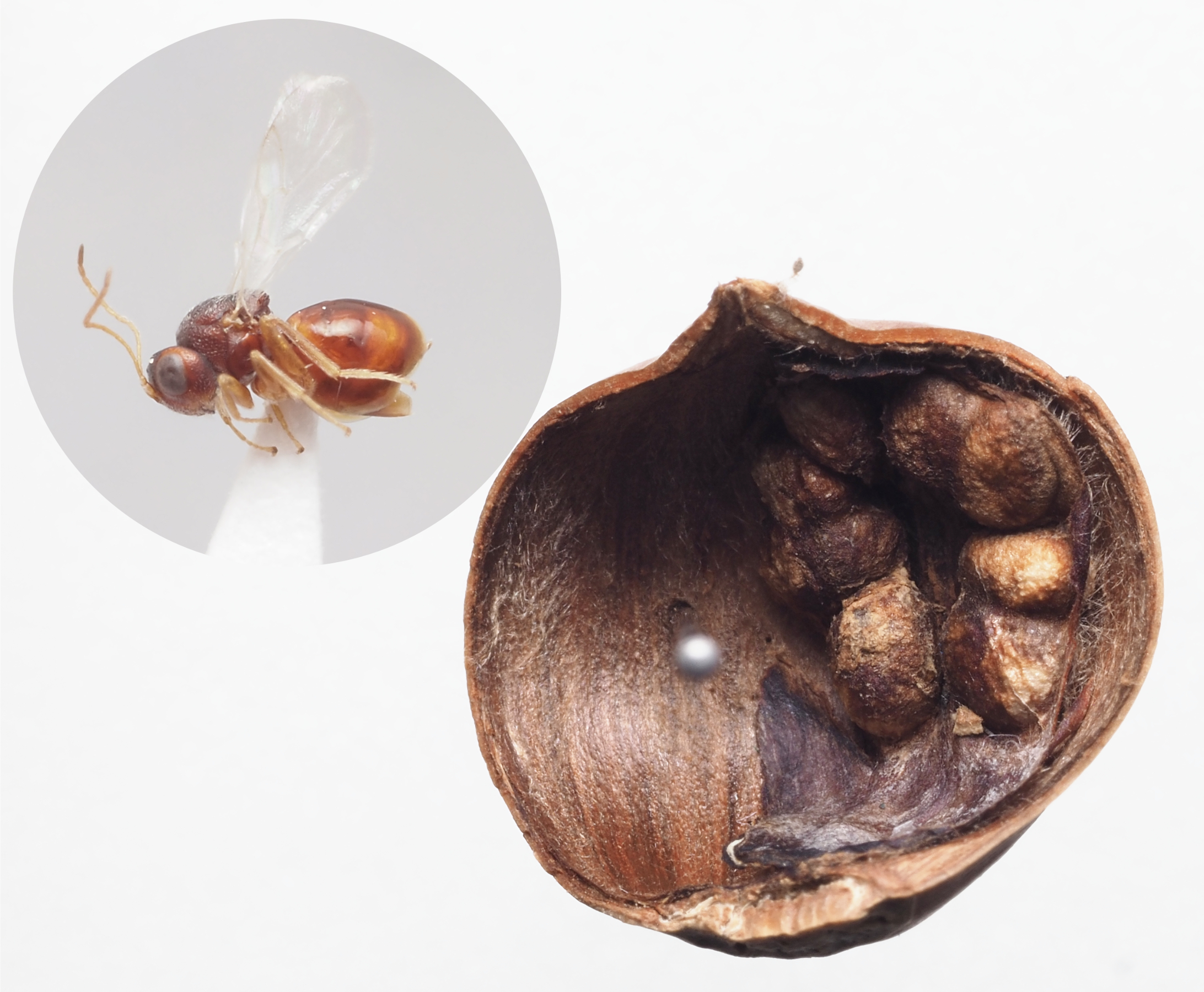 第3章 虫こぶをつくる寄生バチ 植物食への回帰 一色出版 第3章 虫こぶをつくる寄生バチ 植物食への回帰 一色出版