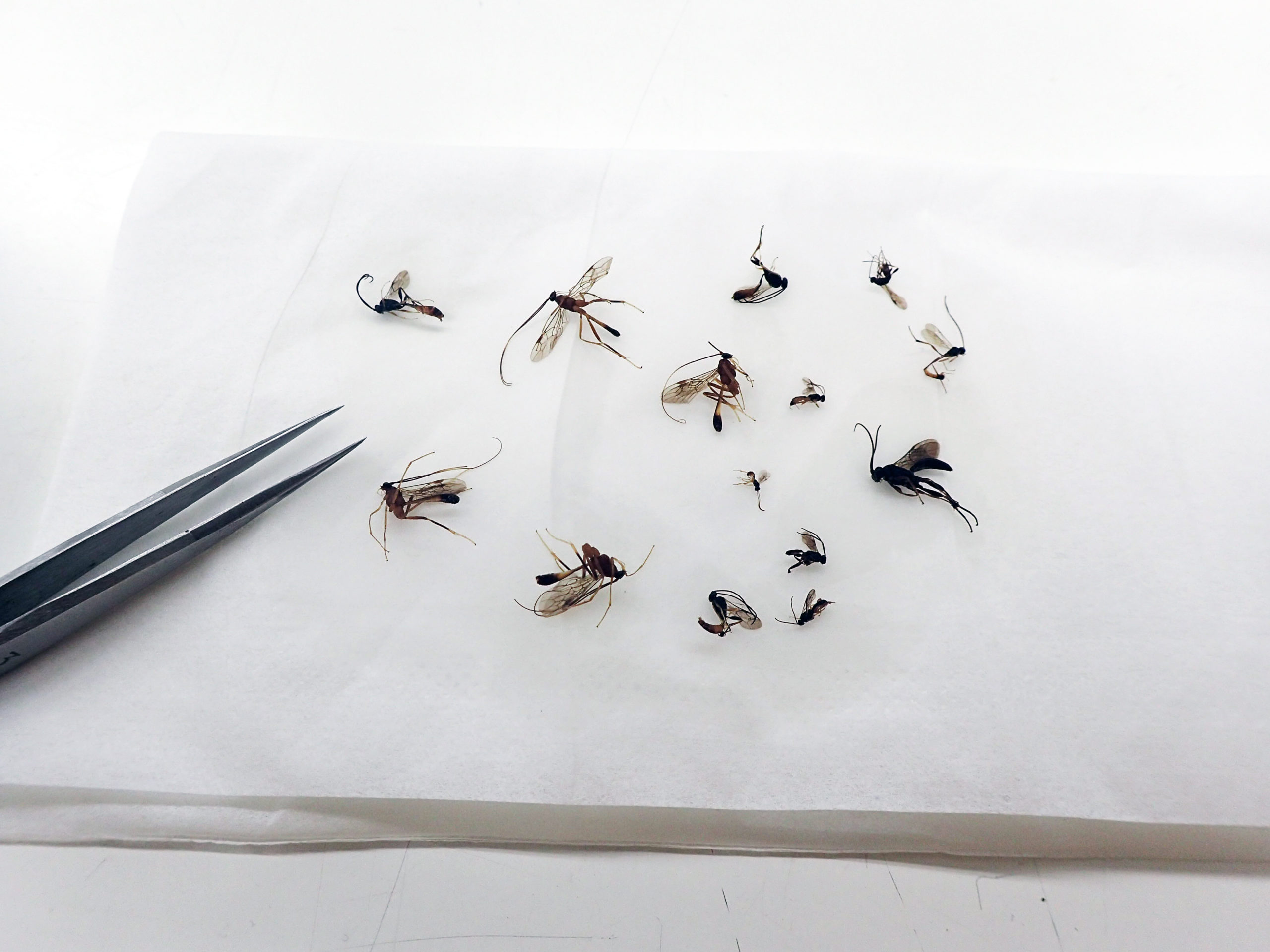 第14章 ハチの採集と同定 多様性を正しく理解するためのメソッド 一色出版