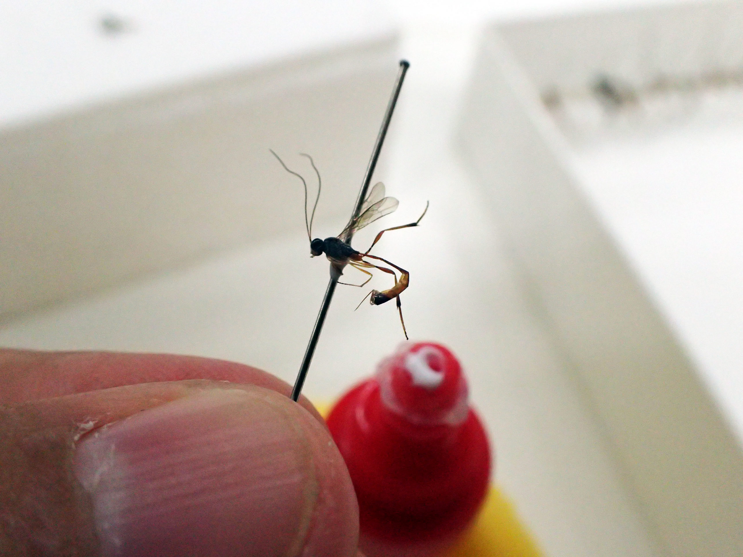 第14章 ハチの採集と同定 多様性を正しく理解するためのメソッド 一色出版