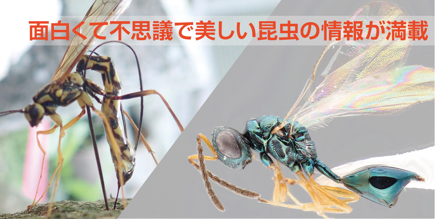 一色出版 生物進化から世界史までを本とwebで 一色出版 生物進化から世界史までを本とwebで