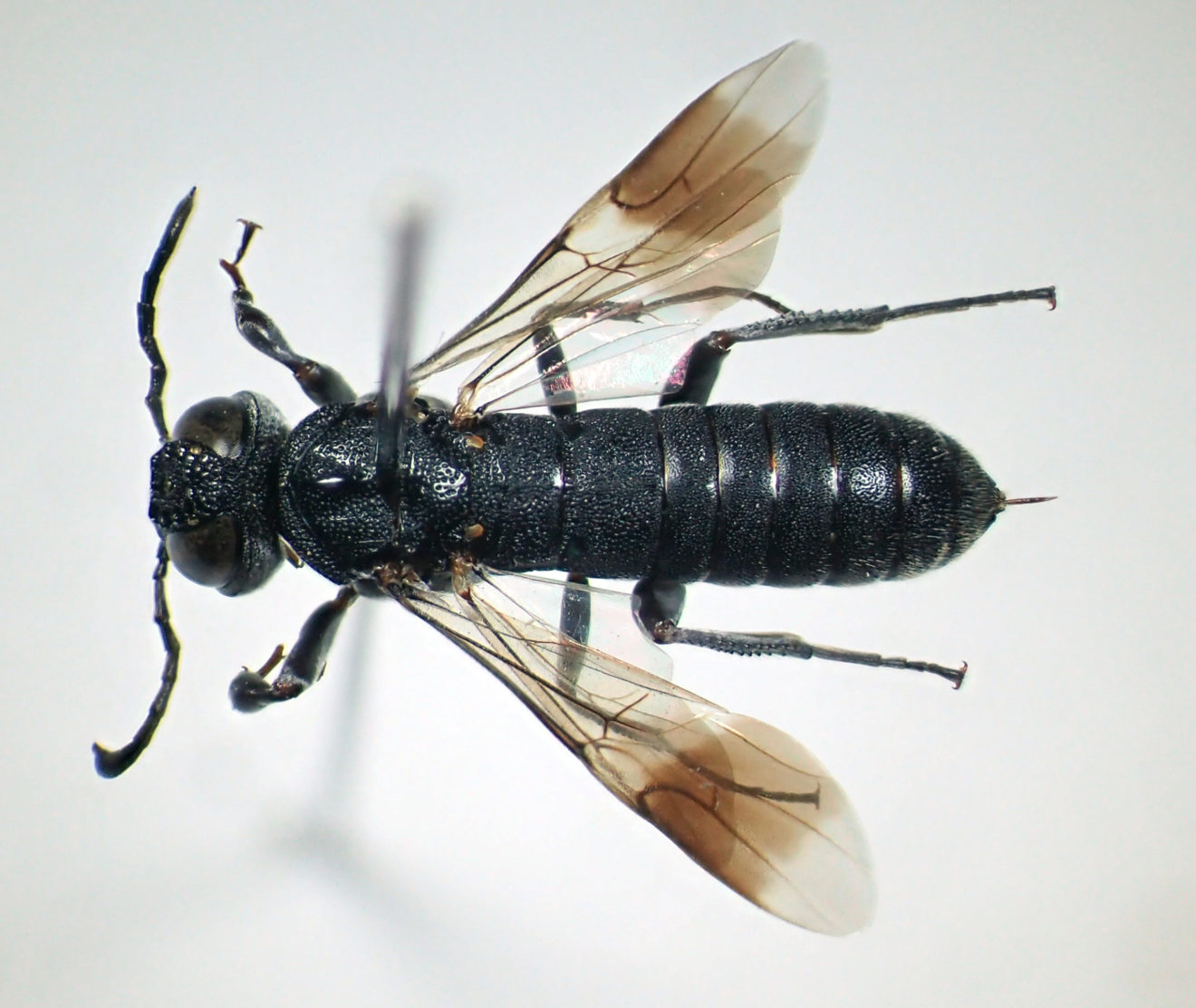 parasiticwasp01-04