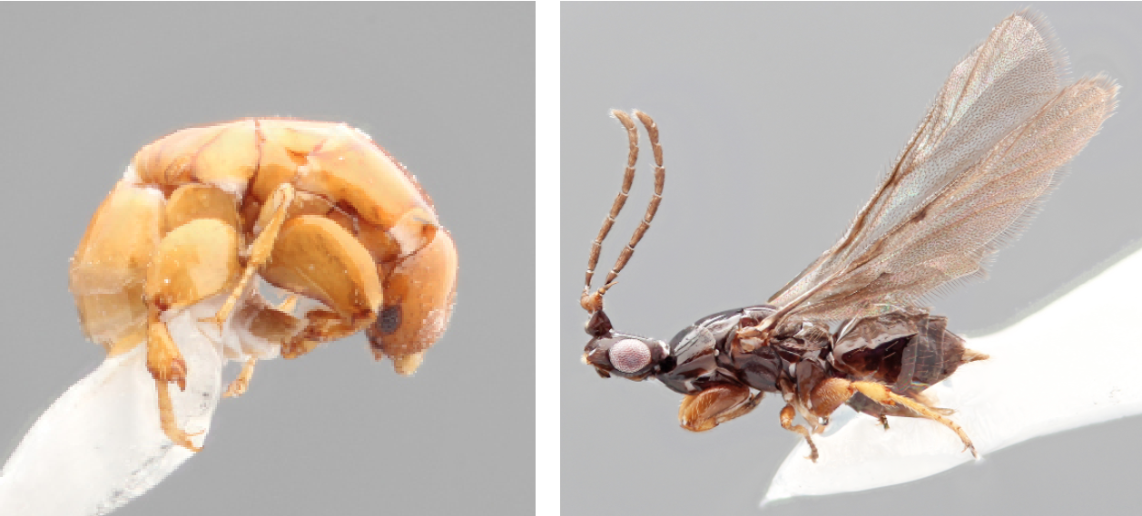 parasiticwasp01-19