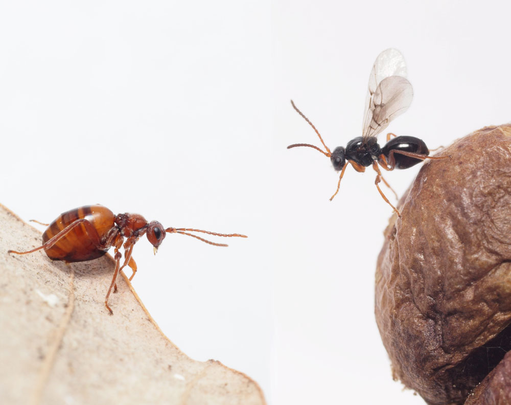 第3章 虫こぶをつくる寄生バチ 植物食への回帰 一色出版