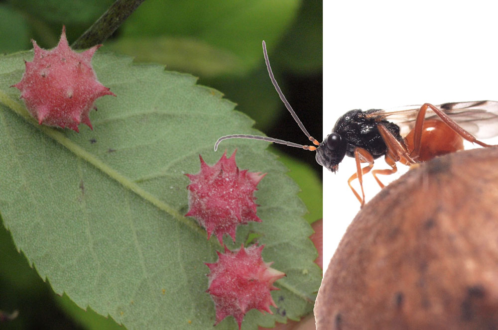 第3章 虫こぶをつくる寄生バチ 植物食への回帰 一色出版