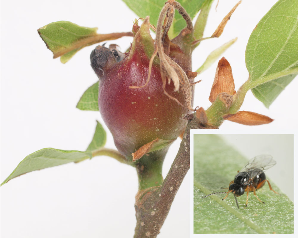 第3章 虫こぶをつくる寄生バチ 植物食への回帰 一色出版