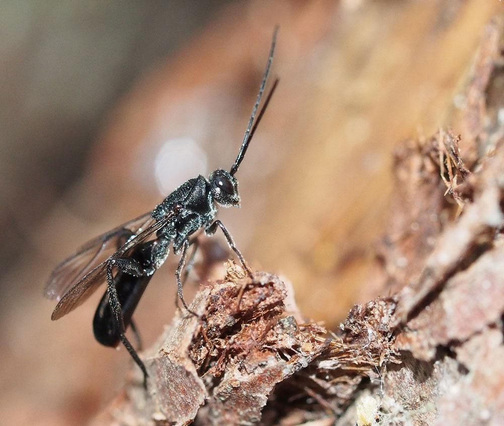 第3章 虫こぶをつくる寄生バチ 植物食への回帰 一色出版