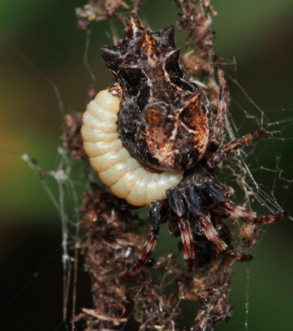 図11．ゴミグモの体表で成長するゴミグモヒメバチ(Reclinervellus tuberculatus)の中齢幼虫。