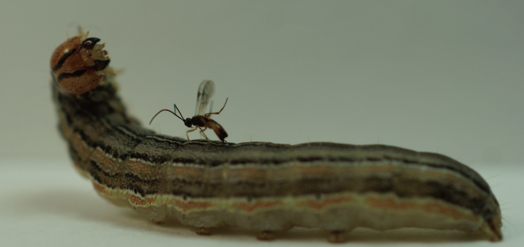 parasiticwasp06-03