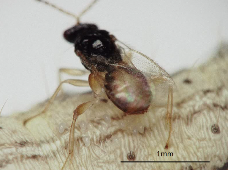 図4．アワヨトウ幼虫から脱出しているカリヤサムライコマユバチ3齢幼虫。