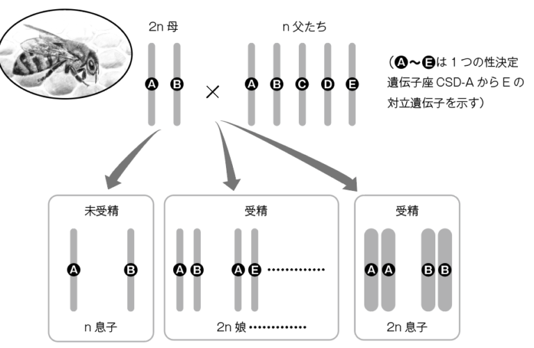 遺伝子と対立遺伝子: それらが何であるか、そしてその特徴を理解する