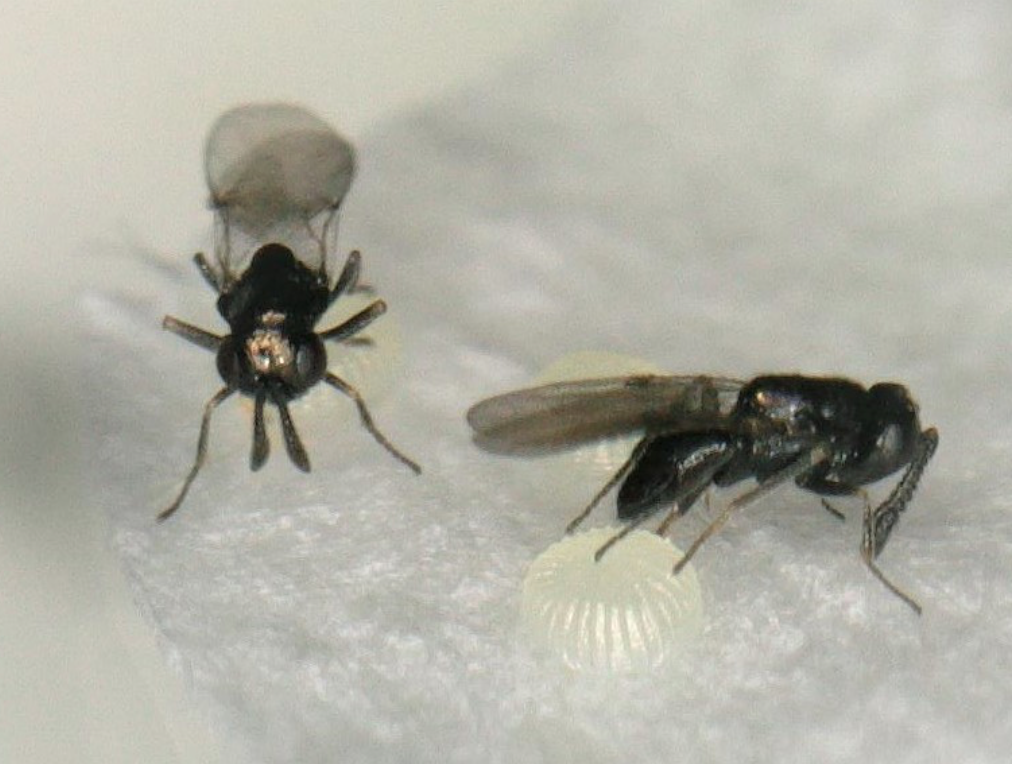 parasiticwasp08-01