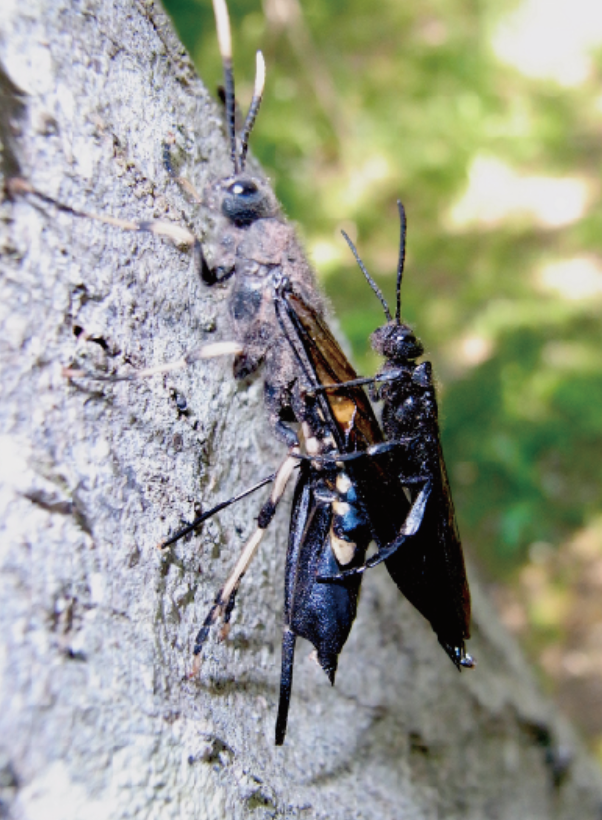 昆虫がもしも独り言したらクイズ